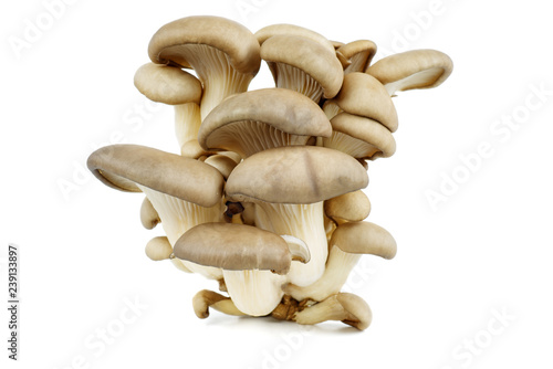 Cluster of fresh oyster mushrooms isolated on white background