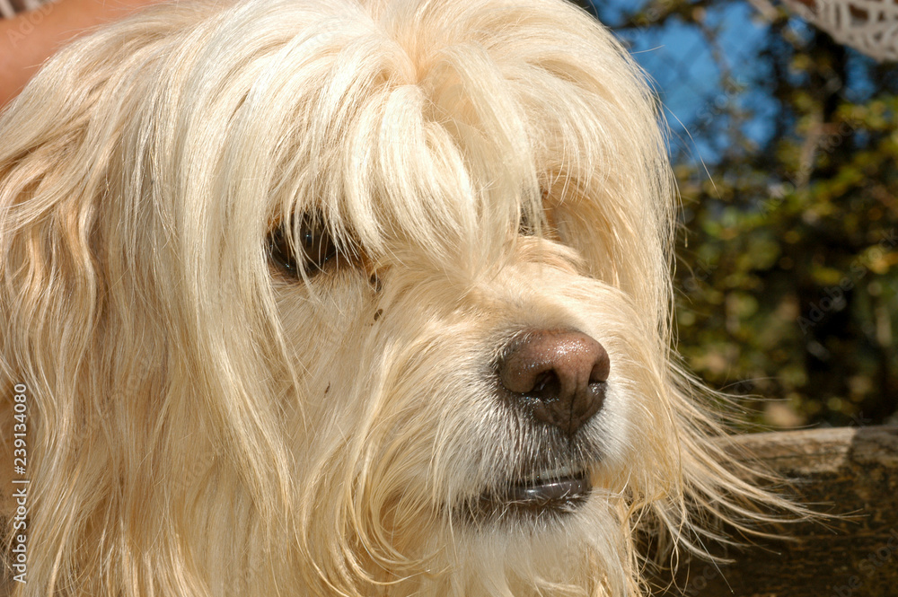 Dog at the animal shelter of Lugano in Switzerland Dog at the animal shelter of Lugano in Switzerland