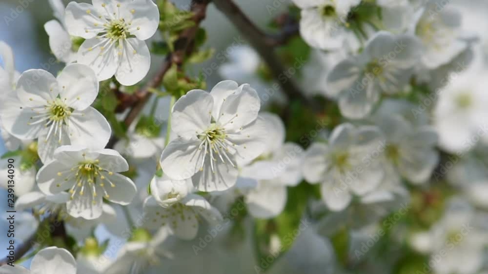 Cherry spring flowers Cherry spring flowers