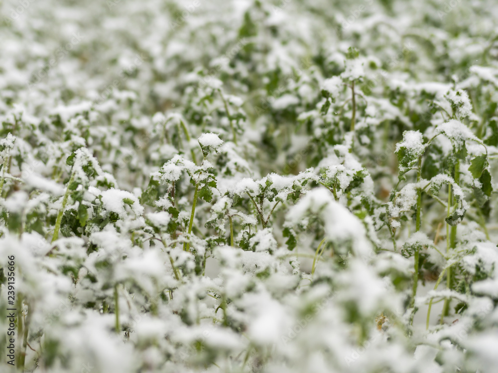 plants in the garden covered in snow plants in the garden covered in snow