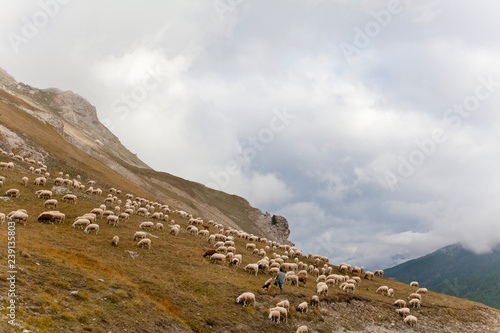Flock of sheep on a mountain pasture in Italian Alps