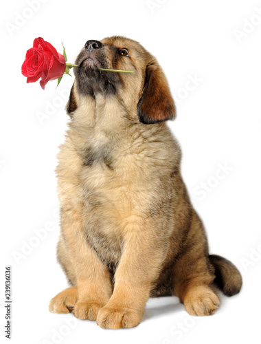 Fototapeta Naklejka Na Ścianę i Meble -  Puppy dog with flower