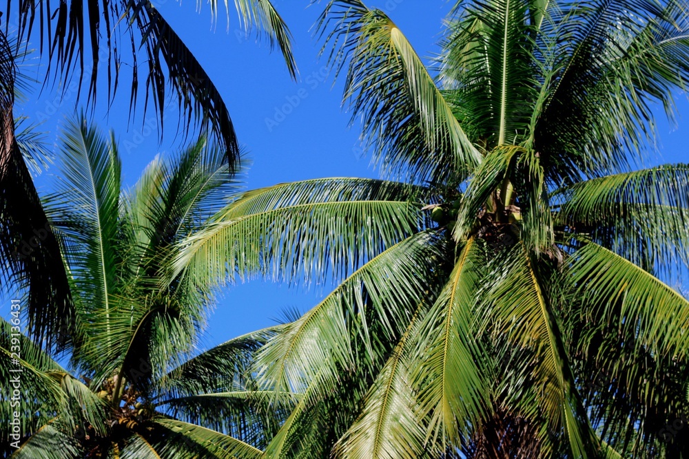 Palm trees against the blue sky Palm trees against the blue sky