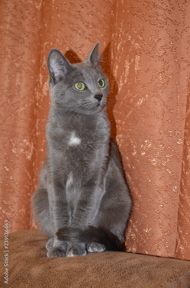 Shop russian silver cat 2025