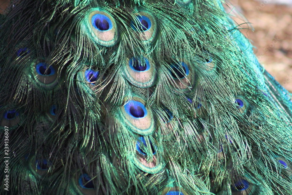 Fototapeta premium Pfau