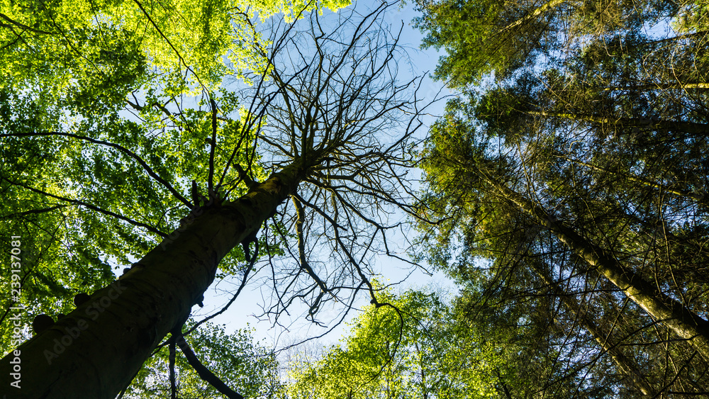 Fototapeta premium toter Baum im Wald