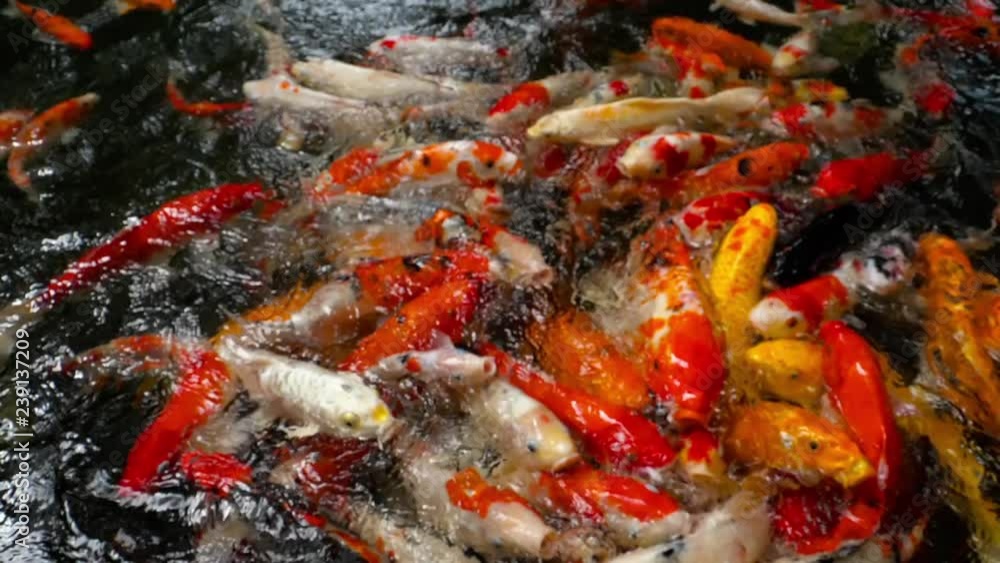 Koi fish in pond eating. Koi fish in pond eating.
