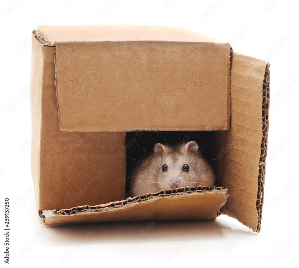Hamster in a box. Stock Photo Adobe Stock