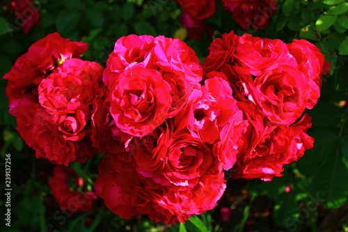 bright roses