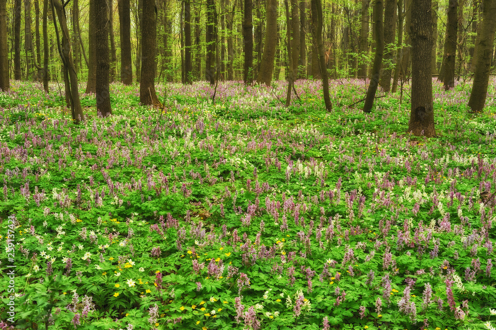 flower meadow in the forest. picturesque forest. spring morning flower meadow in the forest. picturesque forest. spring morning