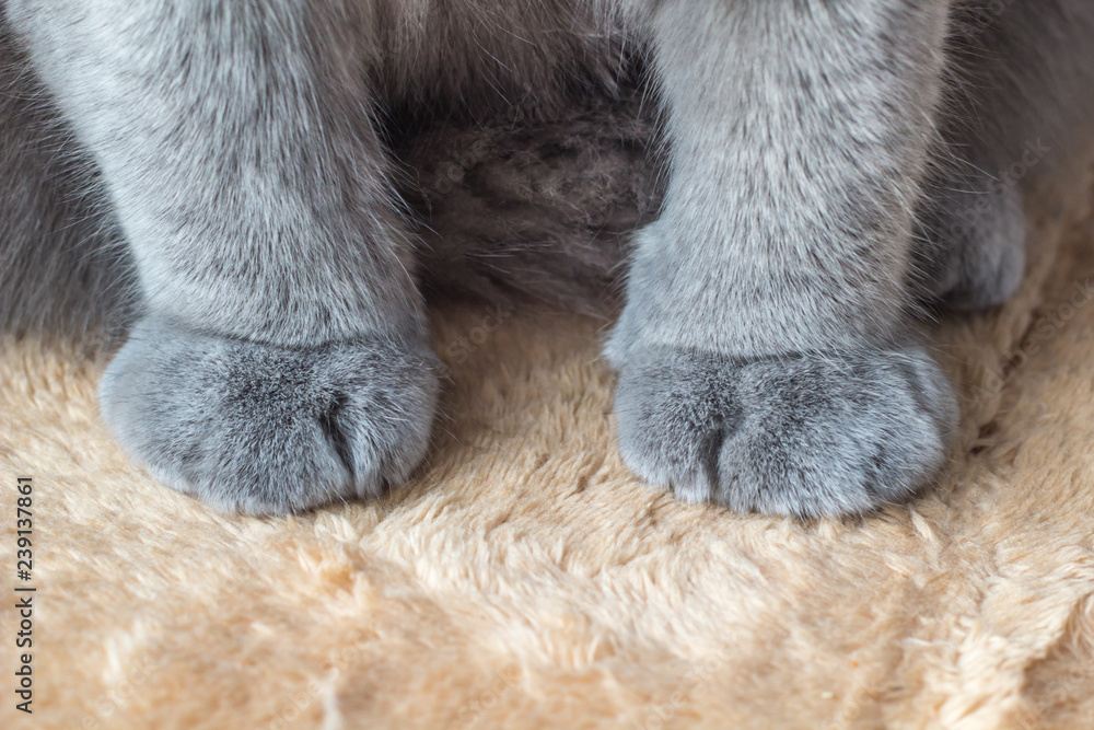 Katzenpfoten von Britisch Kurzhaar Katzenpfoten von Britisch Kurzhaar