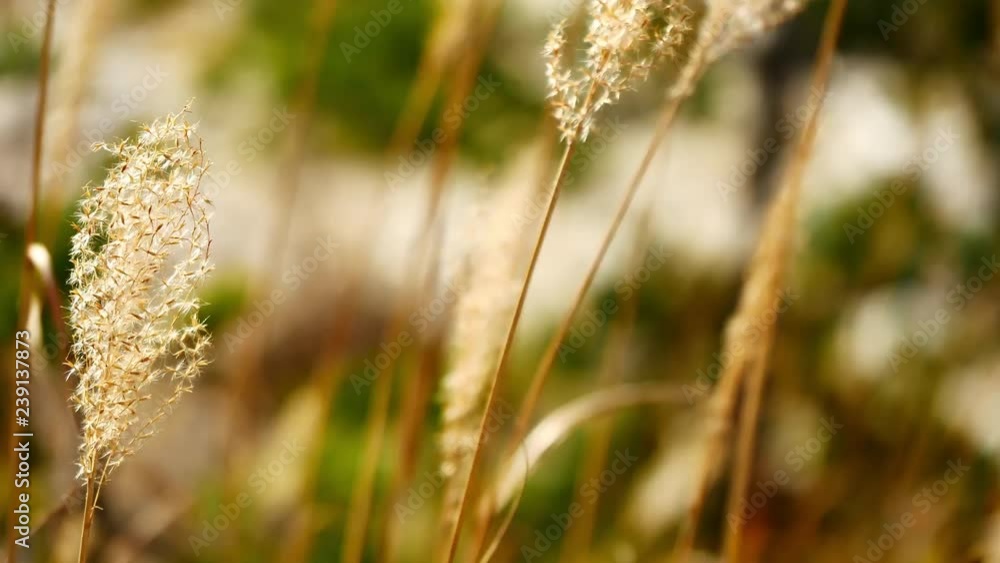 Slow motion video Dry grass yellow in autumn. Wind blows in nature and background Concept. Slow motion video Dry grass yellow in autumn. Wind blows in nature and background Concept.