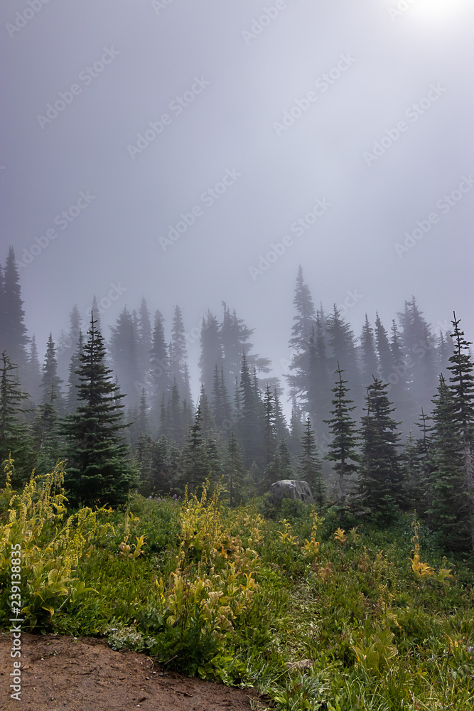 vertical of spooky hazy forest in western washington