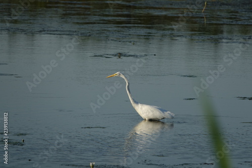 great blue heron in the water