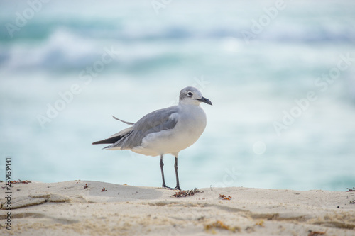 seagull on the beach © марина кадырова