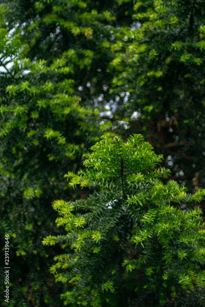 Fototapeta premium green leaves in the forest