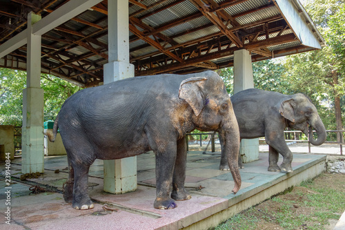 ヤンゴン動物園　象