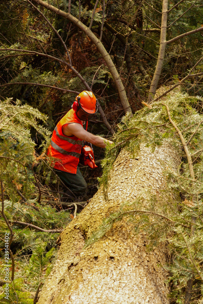 Lumberjack working in the forest Lumberjack working in the forest