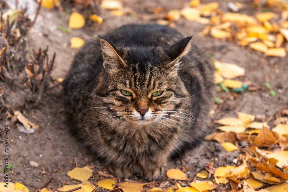 Fluffy tabby cat in the yard in the autumn close-up