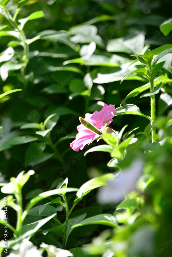 ハイビスカス
