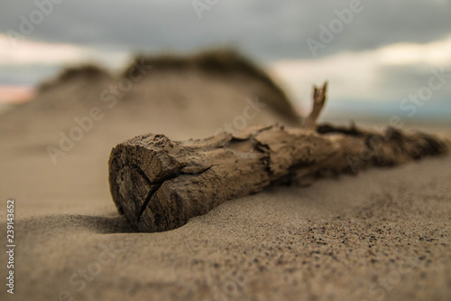 wood at the beacht of danmark photo
