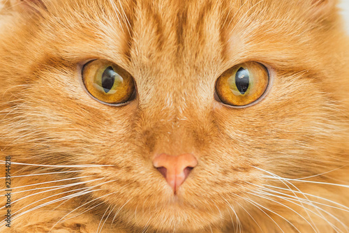 red cat face close-up