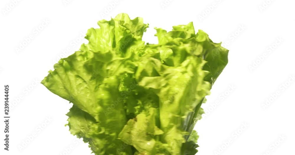 Lettuce Salad Spinning and Rotating Isolated on White Background Food Suspended in the Air Lettuce Salad Spinning and Rotating Isolated on White Background Food Suspended in the Air