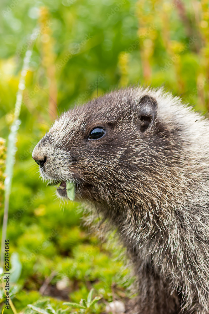 vertical shot of marmot munching on fresh leaves from meadow vertical shot of marmot munching on fresh leaves from meadow