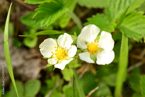 White flower in the early spring strawberries