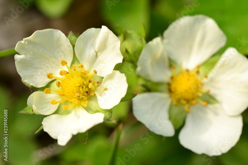 White flower in the early spring strawberries