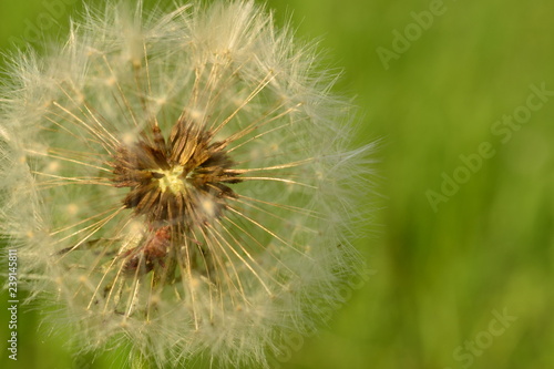 White dandelion fluff in the early spring