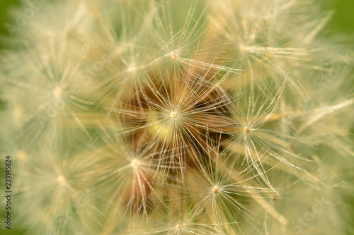 White dandelion fluff in the early spring