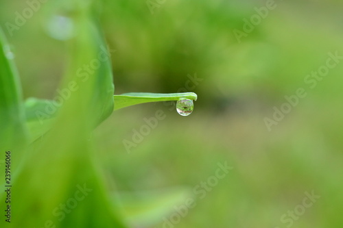 The dew on the leaves of a flower in the early morning host