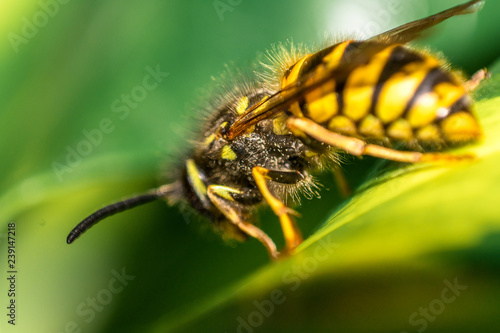 Detailed view of Yellow Macro Wasp with wings on green leaf © JR Images