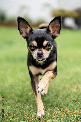 Chihuahua beim laufen
