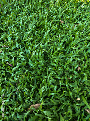 The grass planted in the front yard or a side of the house.