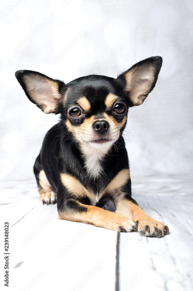 Studioportrait von einem Chihuahua 