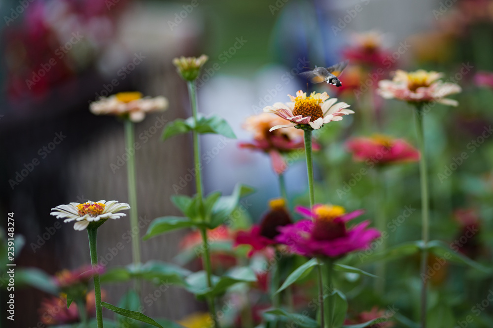 Fototapeta premium hummingbird hawk-moth flying over the flower in garden