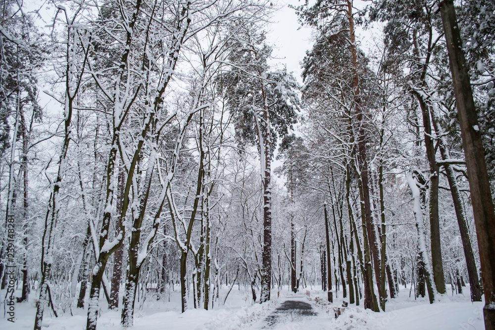 Winter forest landscape. The trees in winter. Winter forest landscape. The trees in winter.