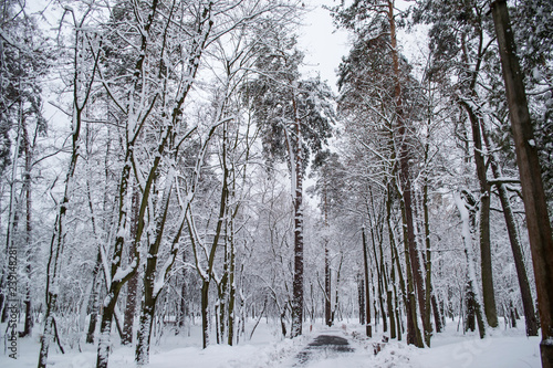 Winter forest landscape. The trees in winter.