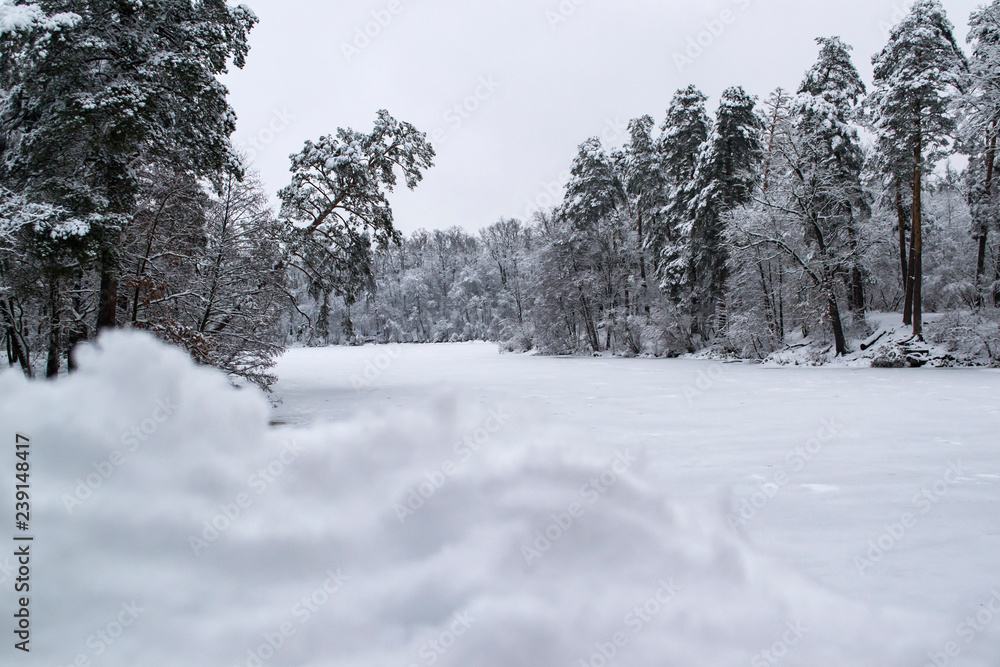 Winter forest landscape. The trees in winter. Winter forest landscape. The trees in winter.