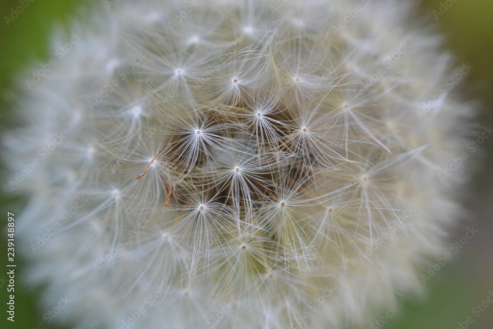 White fluffy dandelion