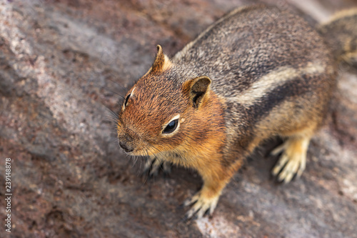 close up view of chipmunk on large stone