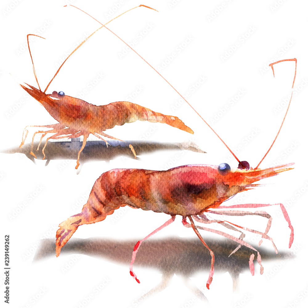 Royal Red Shrimp, pleoticus robustus, fire cherry shrimp or blood red