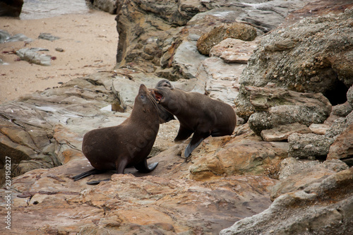 Two New Zealand Fur Seals / Kekeno fightning each other on a rock in Shag Point in the Catlins in the South Island in New Zealand photo