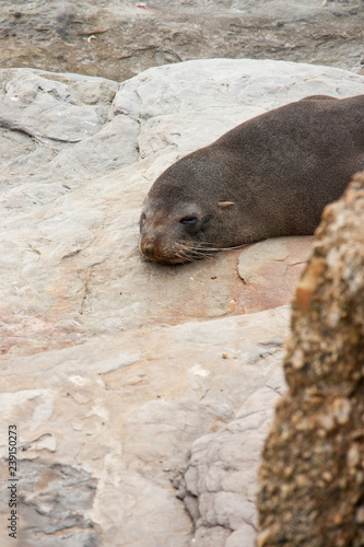 A cute little New Zealand Fur Seal / Kekeno lying on a rock and sleeping in Shag Point in the Catlins in the South Island in New Zealand