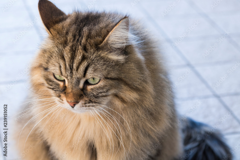 Curious long haired cat of livestock, siberian hypoallergenic breed