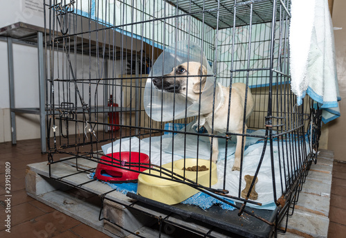 Sick dog in a hospita in a cage in a veterinary clinic