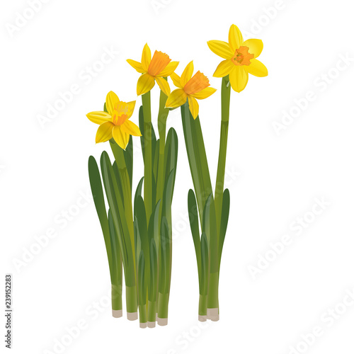 Daffodils on a white background. Vector illustration.