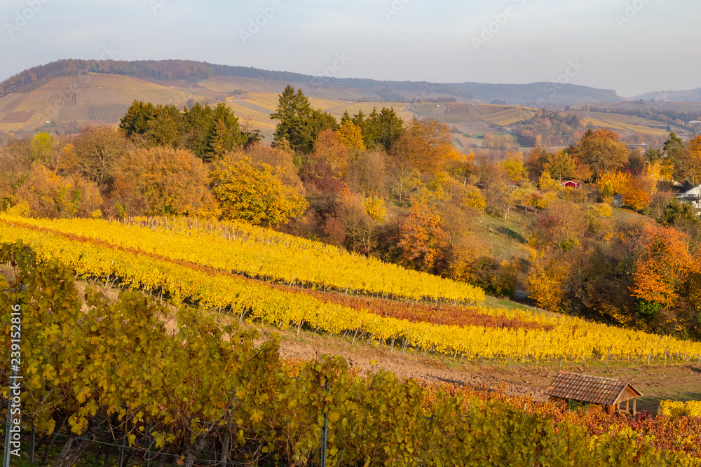 autumn in the vinyards in Weinsberg near Heilbronn in Germany